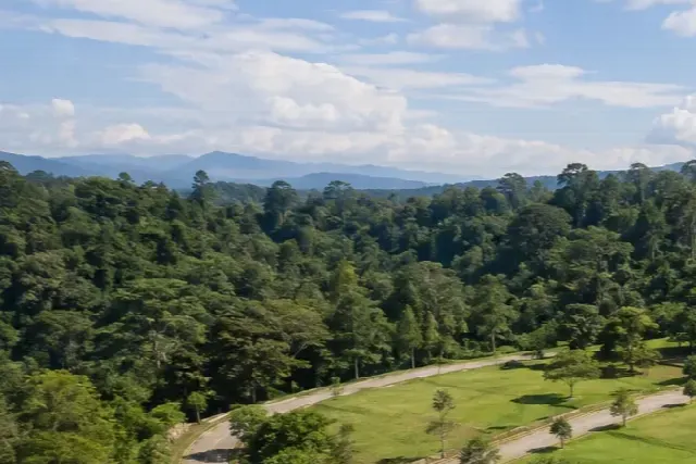 Bosque verde con montañas al fondo bajo cielo azul